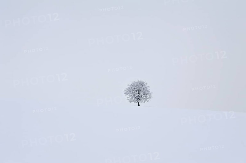 Solitary fruit tree in snow-covered landscape