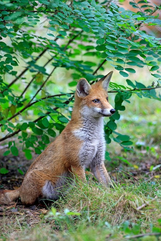 Red Fox (Vulpes vulpes)
