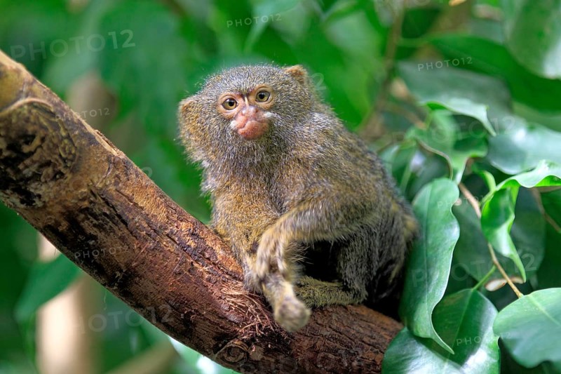 Pygmy Marmoset (Cebuella pygmaea)