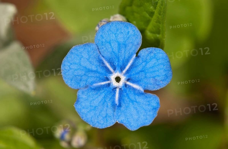 Creeping Navelwort or Blue-eyed Mary (Omphalodes verna)