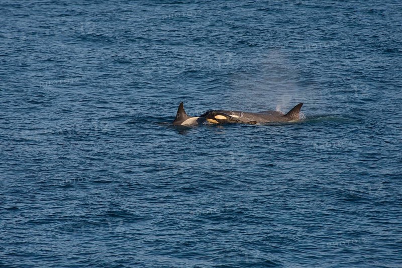 Killer Whales or Orca (Orcinus orca)