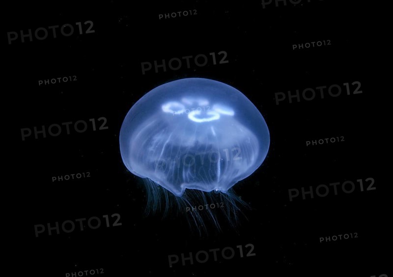 Moon jellyfish saucer jelly (Aurelia aurita)