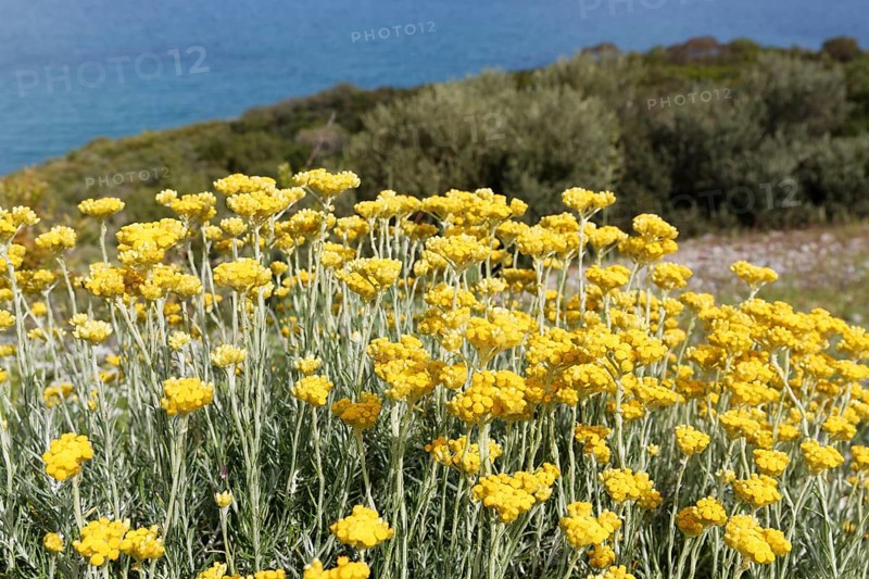 Flowering Curry Plant (Helichrysum italicum)
