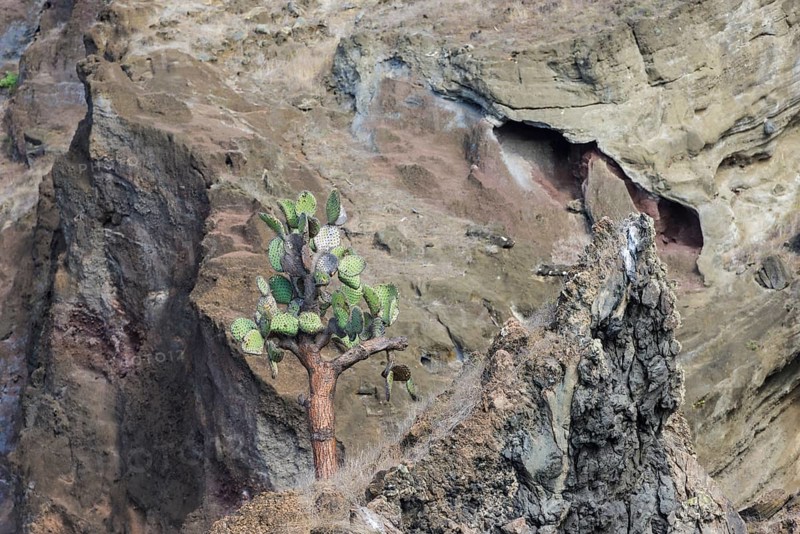 Galapagos Prickly Pear (Opuntia echios) growing on a multi-coloured lava cliff
