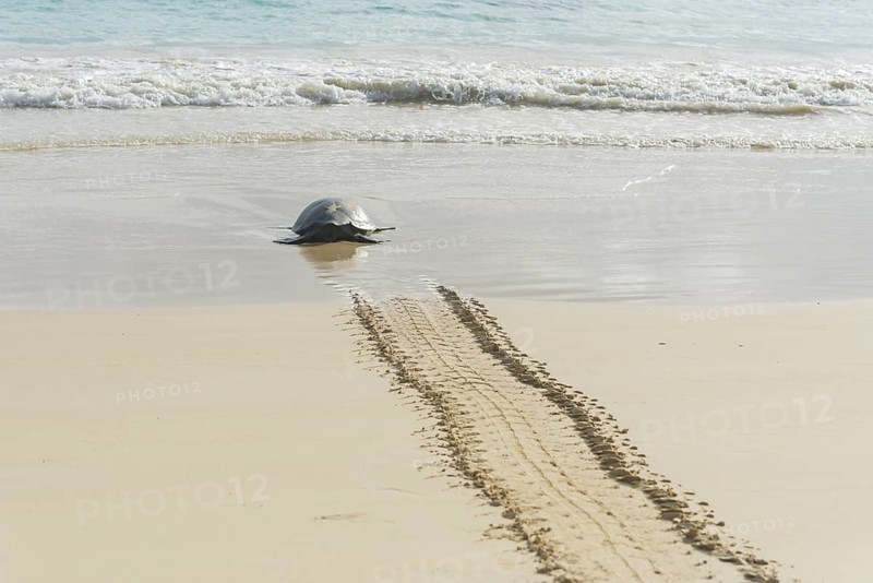 Green Sea Turtle or Pacific Green Turtle (Chelonia mydas japonica) on the way to the sea