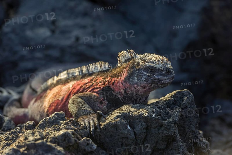 Marine Iguana (Amblyrhynchus cristatus)