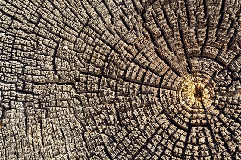 Weathered pine wood