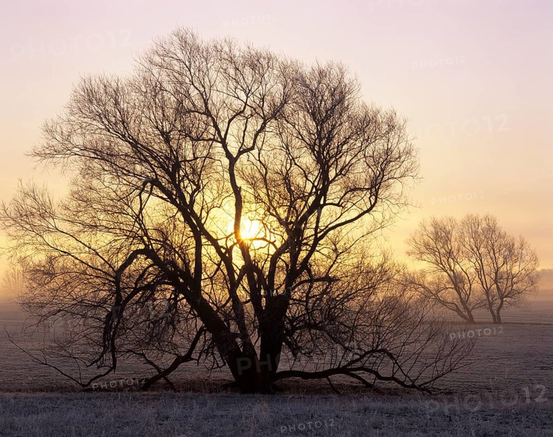 Willow tree (Salix sp.) at sunrise