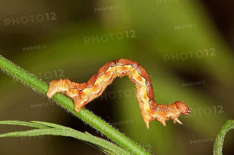 Mottled Umber (Erannis defolaria)