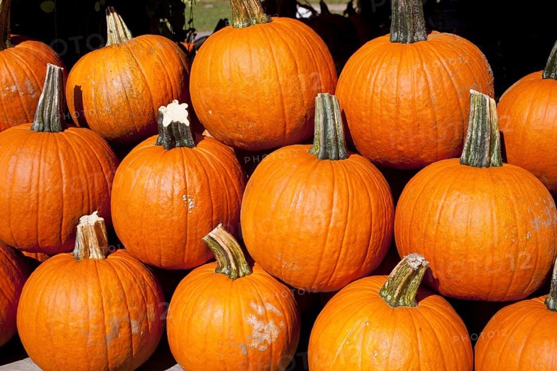 Pumpkins at the autumn market