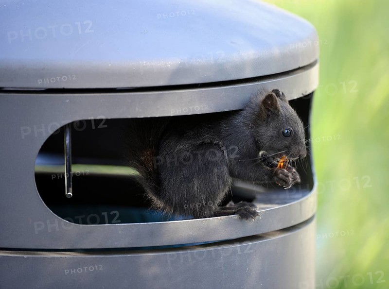 Squirrel (Sciurus vulgaris)