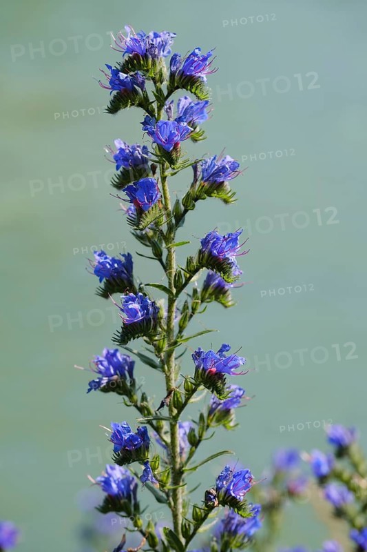 Viper's bugloss (Echium vulgare)