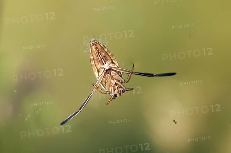 Common Backswimmer (Notonecta glauca)