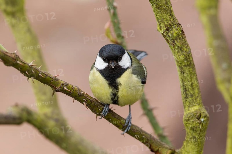 Great Tit (Parus major)