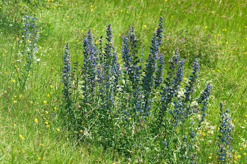 Flowering batch of Viper's Bugloss or Blueweed (Echium vulgare)