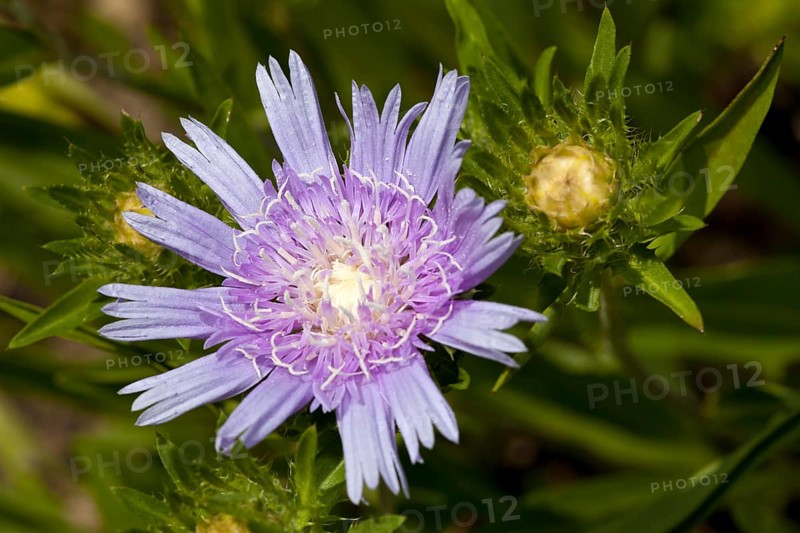 Cornflower Aster or Stokes' Aster (Stokesia laevis)
