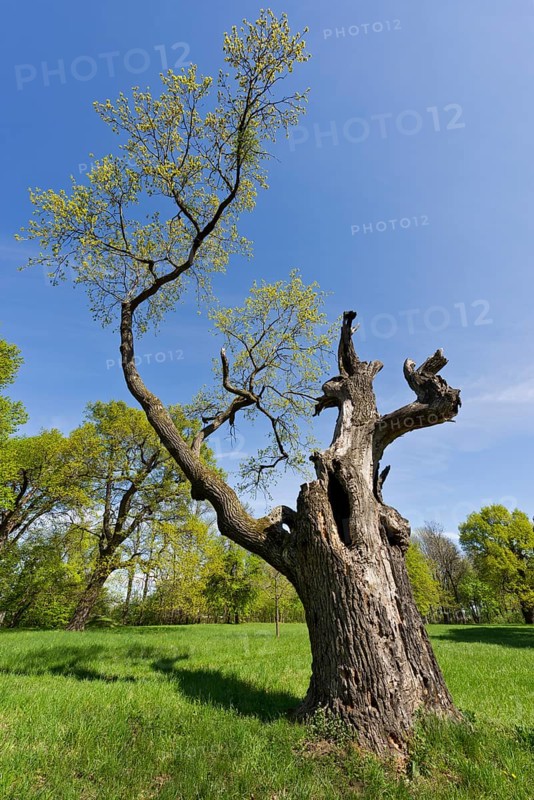 Partially dead tree in the gardens of Schloss Laxenburg Castle