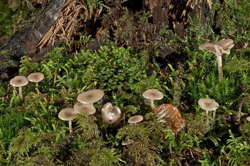 Funnel Caps (Clitocybe sp.)