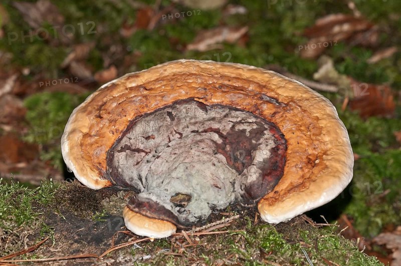 Red Banded Polypore (Fomitopsis pinicola)