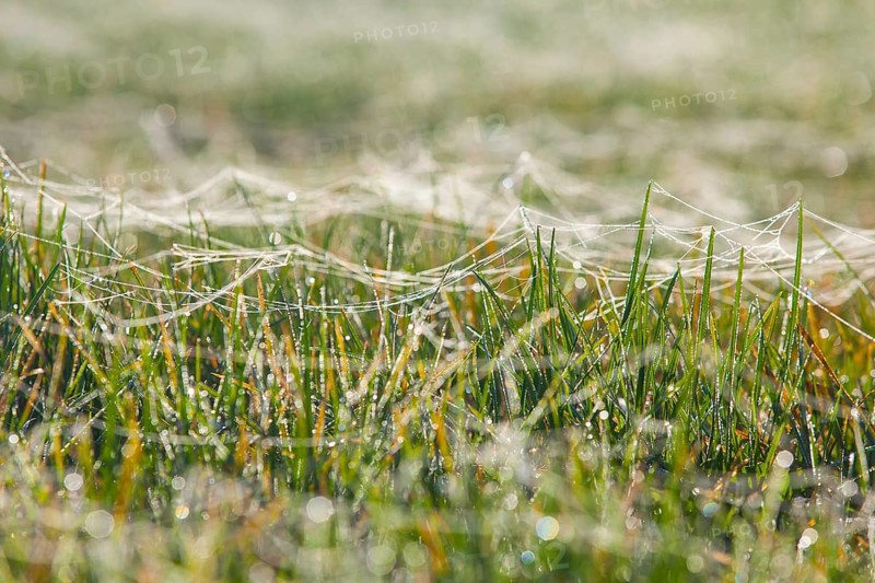 Spider webs on blades of grass wet with dew