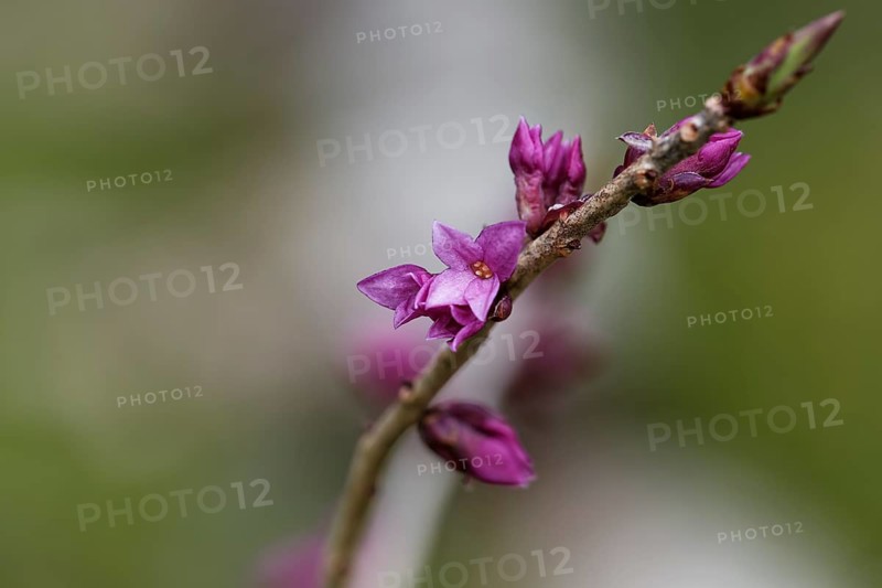 Flowering Mezereon (Daphne mezereum)