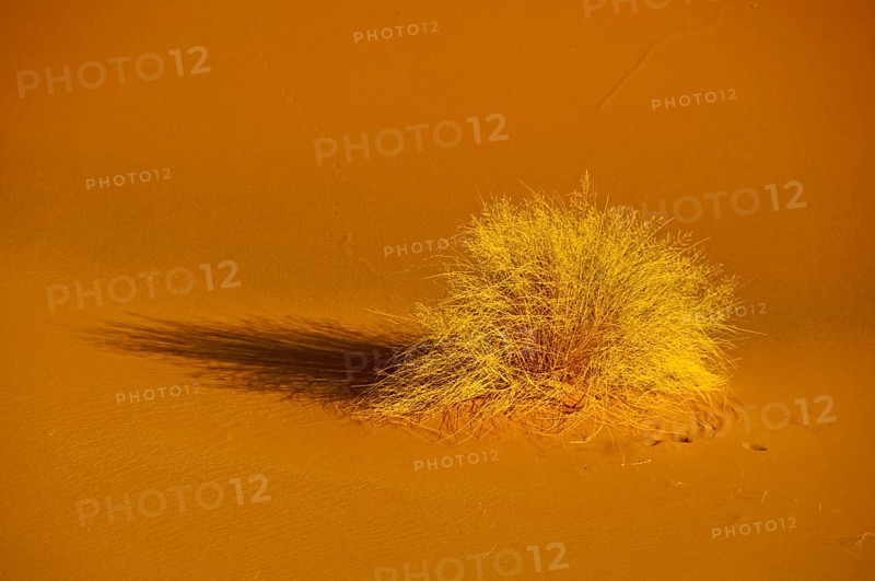 Desert grass
