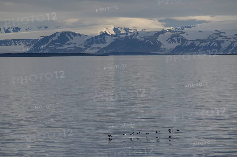 Thick-billed Murres or Bruennich's Guillemots (Uria lomvia) flying low over Sorporten