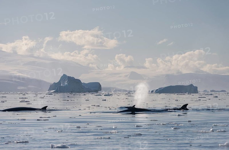 Pod of Antarctic Minke Whales (Balaenoptera bonaerensis)
