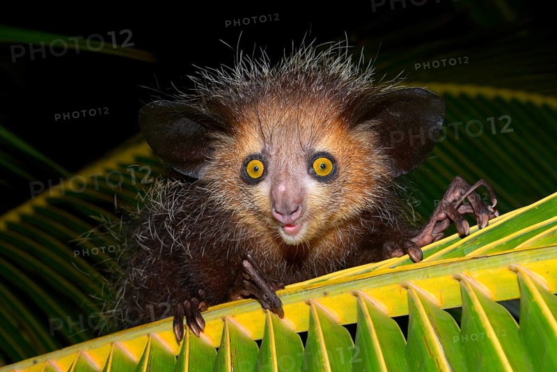 Aye-aye (Daubentonia madagascariensis) on a palm frond