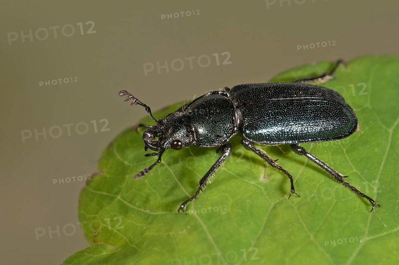 Small Stag Beetle (Platycerus caraboides)