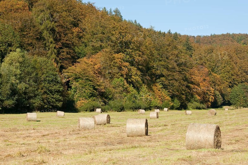 Bales of hay on a meadow