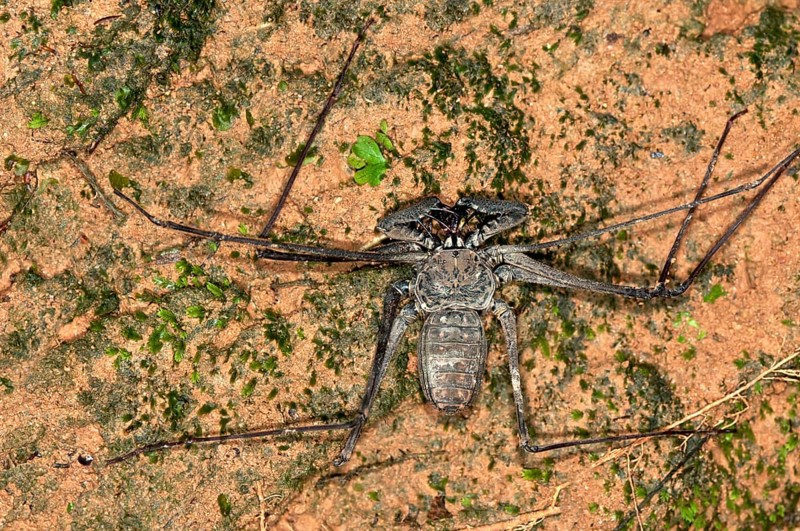 Whip spider (Heterophrynus elaphus)