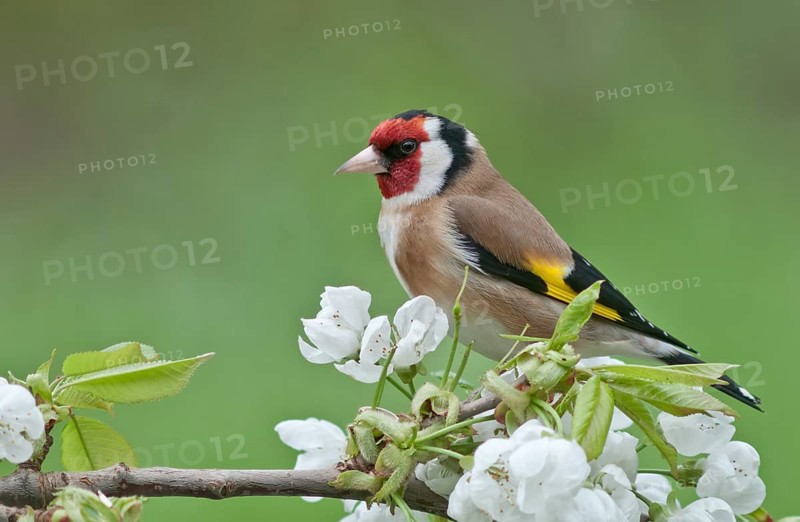 Goldfinch (Carduelis carduelis)