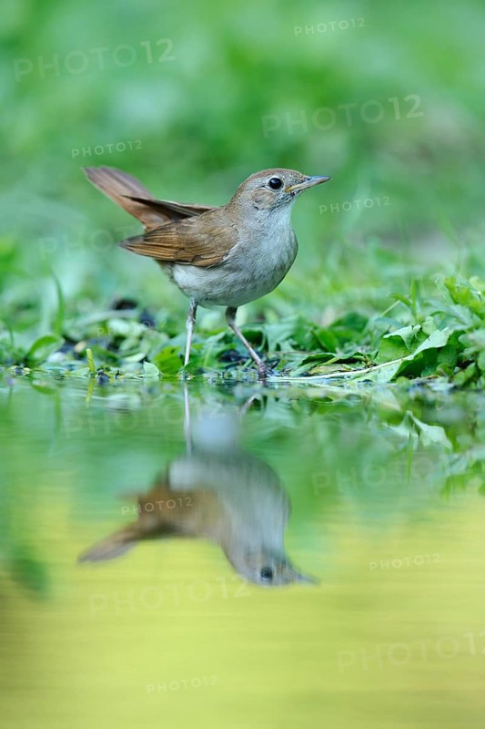 Nightingale (Luscinia megarhynchos) with its reflection in the water