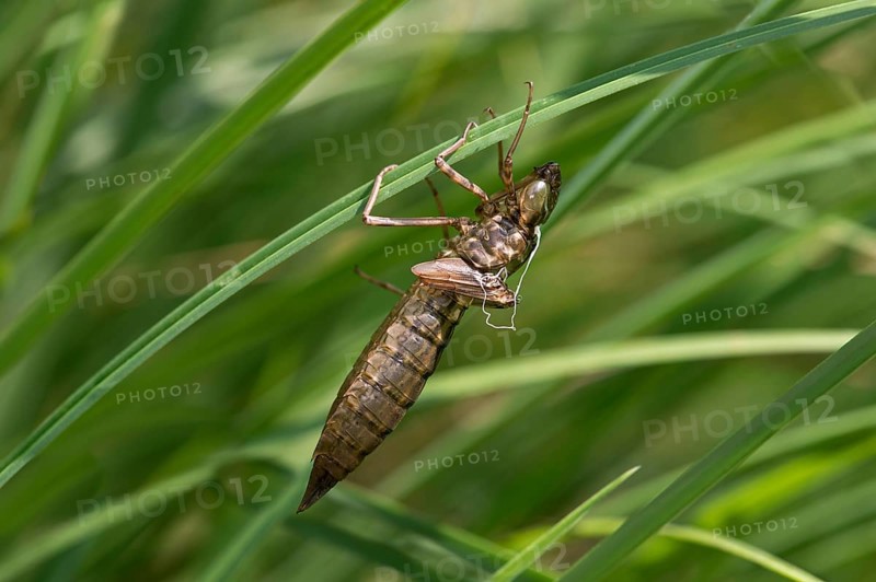 Emperor Dragonfly (Anax imperator)