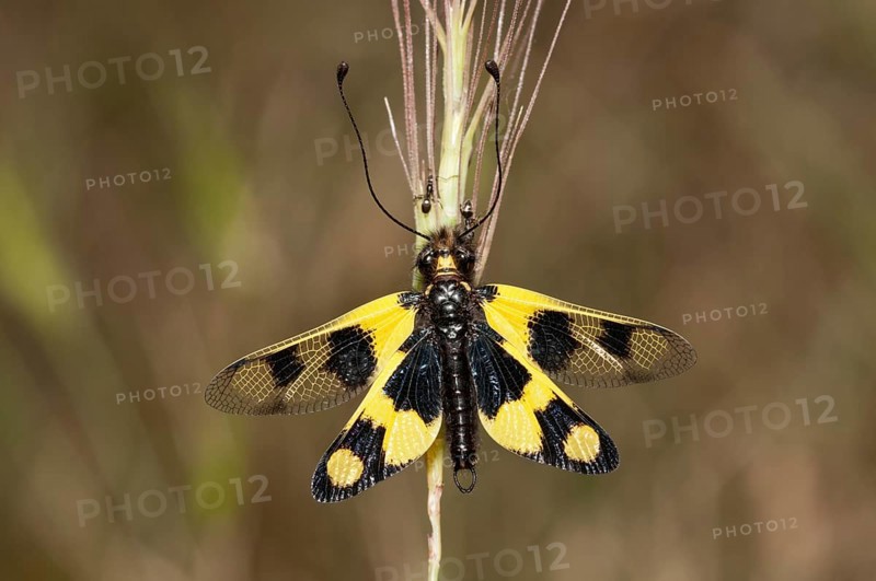Diurnal Owlfly (Libelloides macaronius)