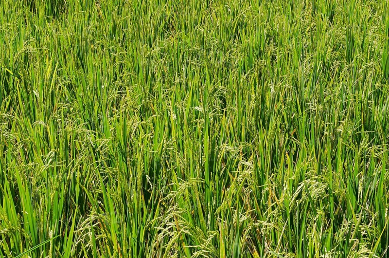 Rice plants (Oryza sativa) growing in a rice paddy