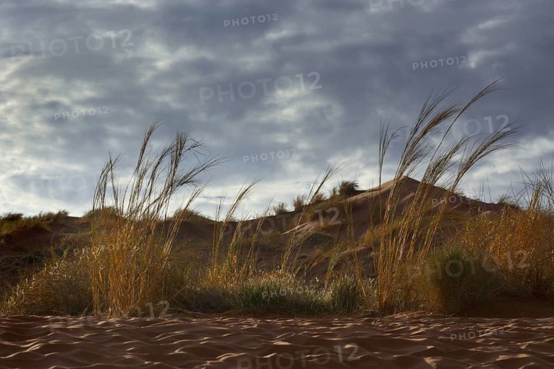 Grass growing on the Elim Dune