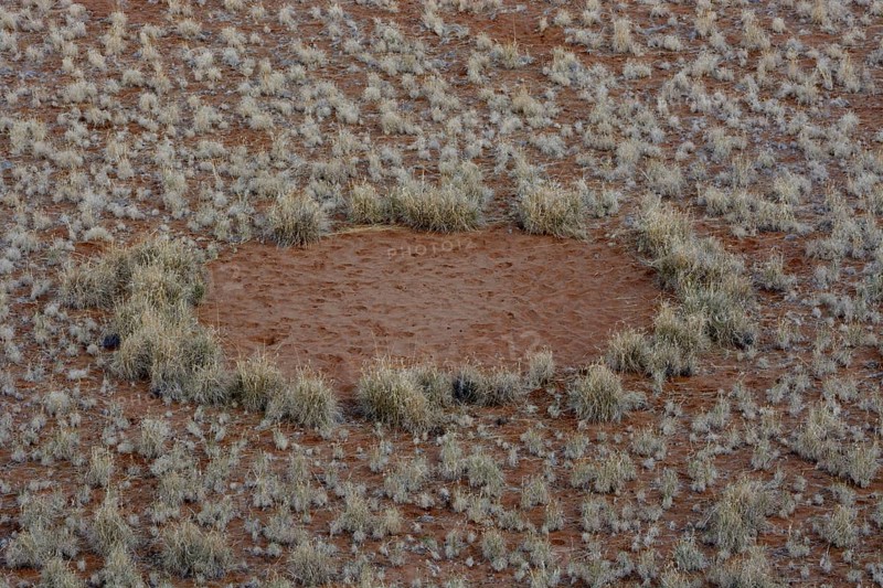 Fairy circle
