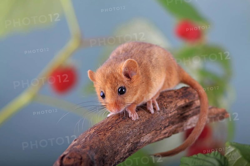 Hazel Dormouse