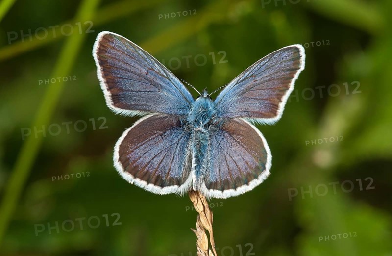 Silver-studded Blue (Plebejus argus)