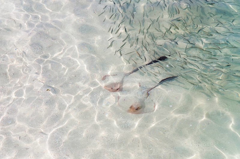 Cowtail Stingrays (Pastinachus sephen) in shallow water