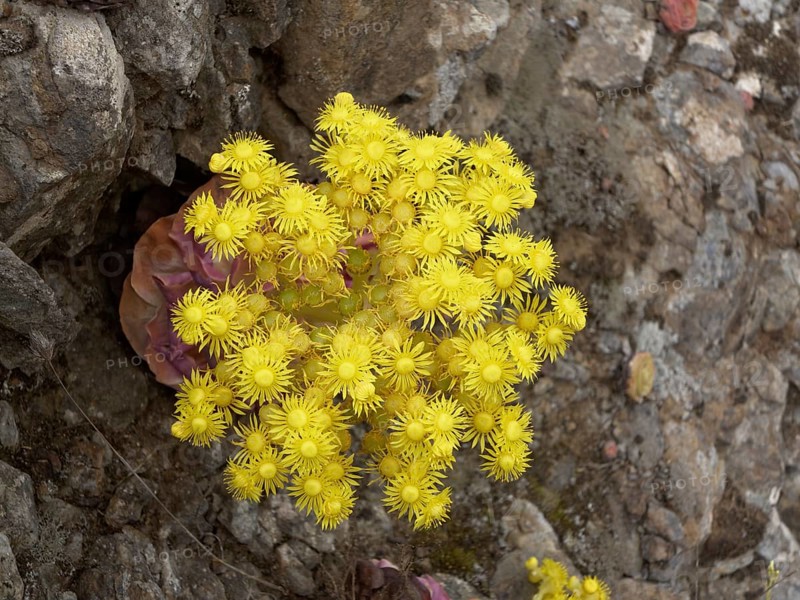 Canary Golden Mountain Rose (Greenovia aurea)