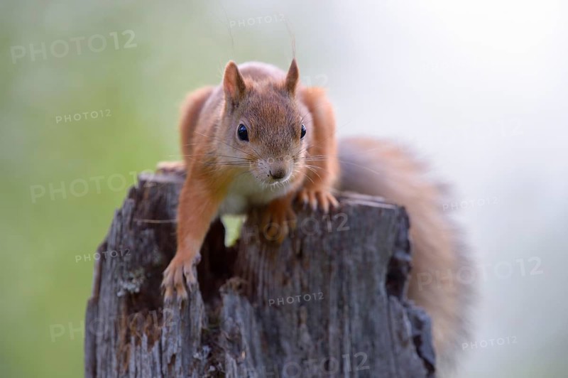 Eurasian Red Squirrel (Sciurus vulgaris) in search of food on an old pine stump