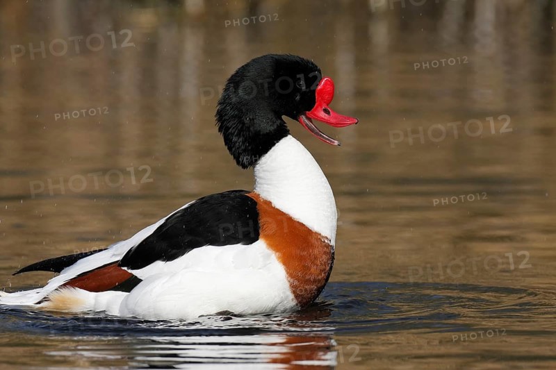 Common Shelduck (Tadorna tadorna)