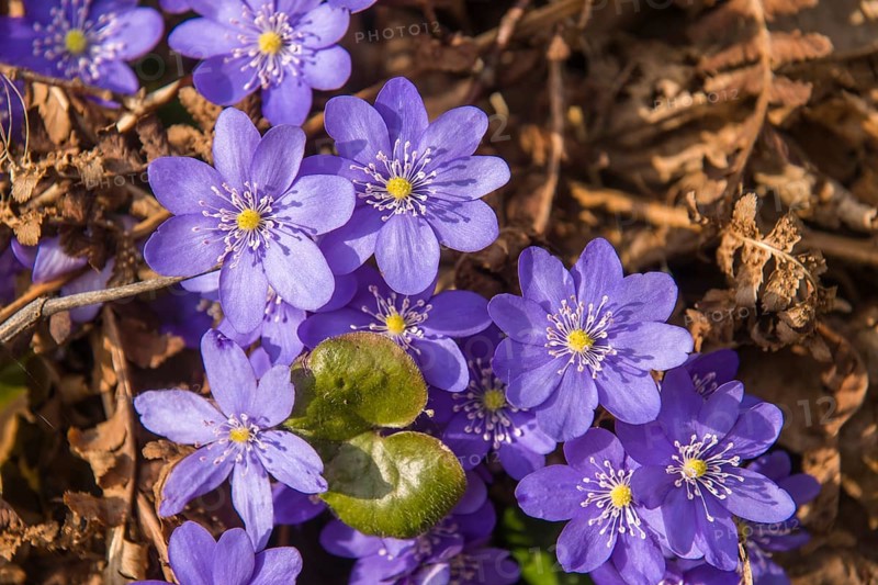 Noble Liverleaf (Hepatica nobilis)