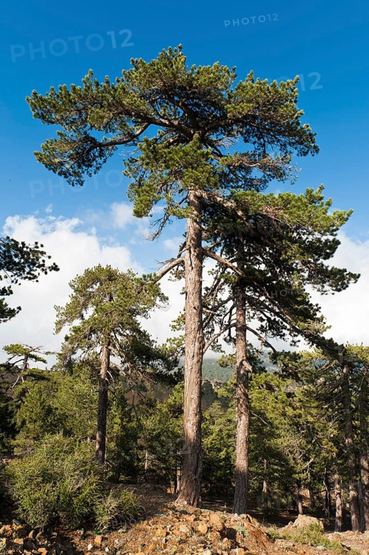 Mountain forest
