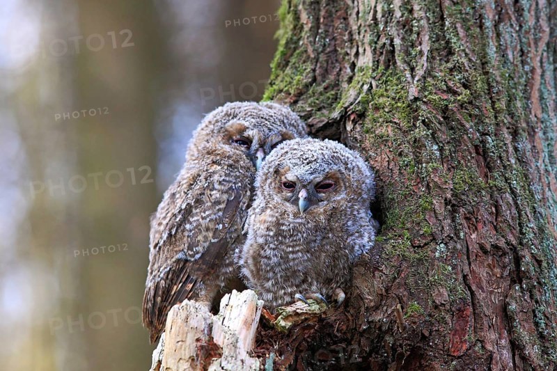 Young Tawny Owls or Brown Owls (Strix aluco) perched in front of a tree hollow