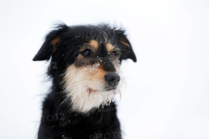 Mixed-breed dog