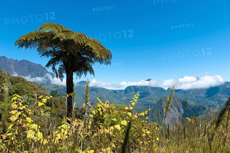 Tree Fern (Cyatheales) on a mountain slope